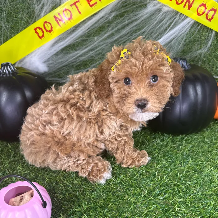 Female Mini Poodle puppy named Piper for sale at Puppy Dreams - Arlington.