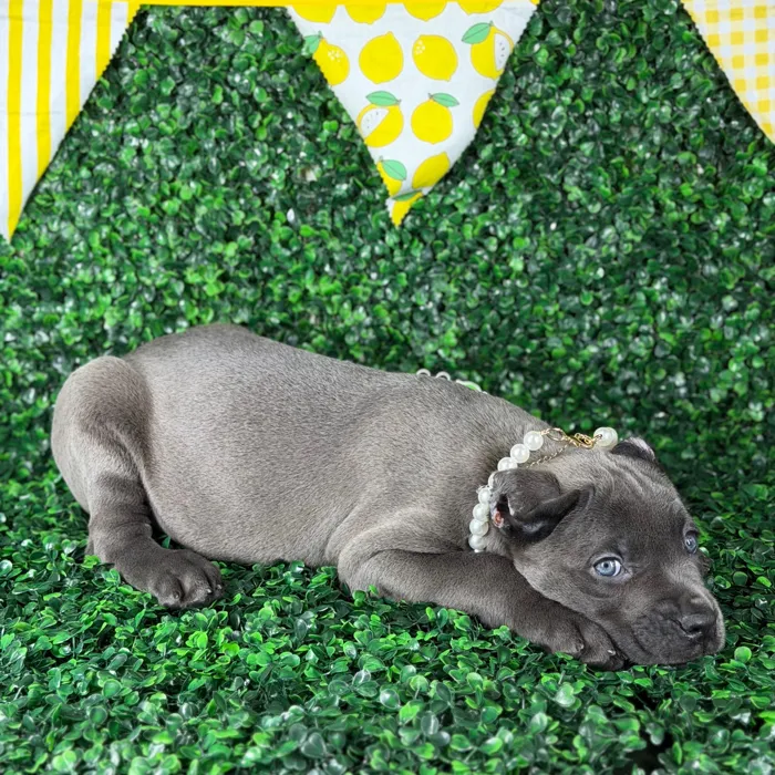 Female Cane Corso puppy named Zena for sale at Puppy Dreams - Carrollton.