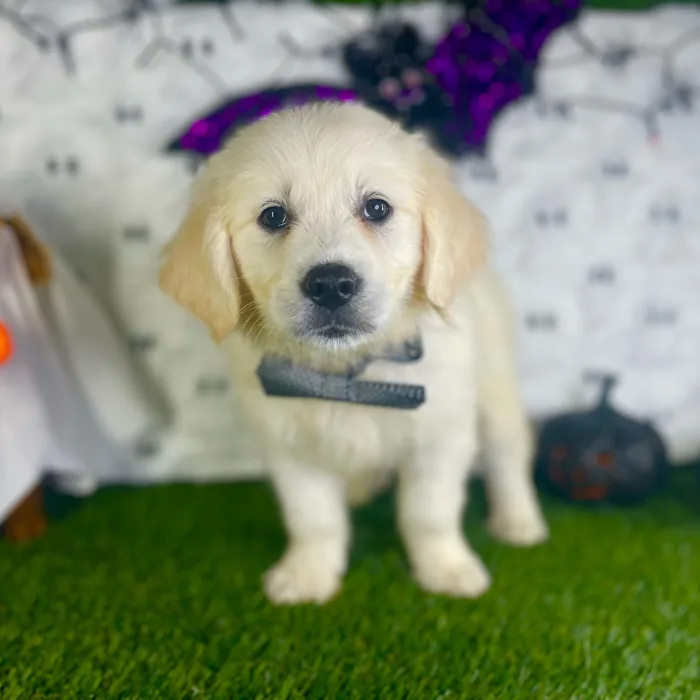 Male Golden Retriever puppy named Romeo for sale at Puppy Dreams - Carrollton.