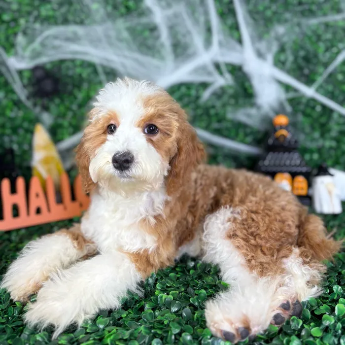 Male Mini Poodle puppy named Rex for sale at Puppy Dreams - North Richland Hills.