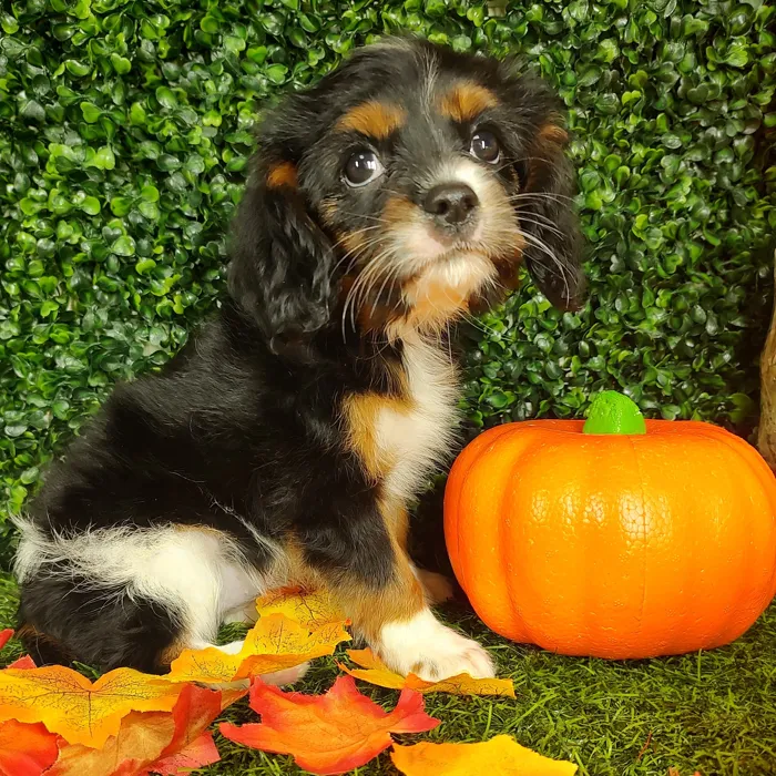 Female Cavalier King Charles Spaniel puppy named Lily for sale at Puppy Dreams - Parks Mall.