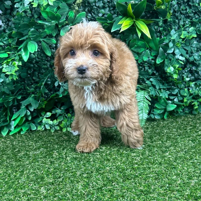 Female Cockapoo puppy named Sophie for sale at Puppy Dreams - Parks Mall.
