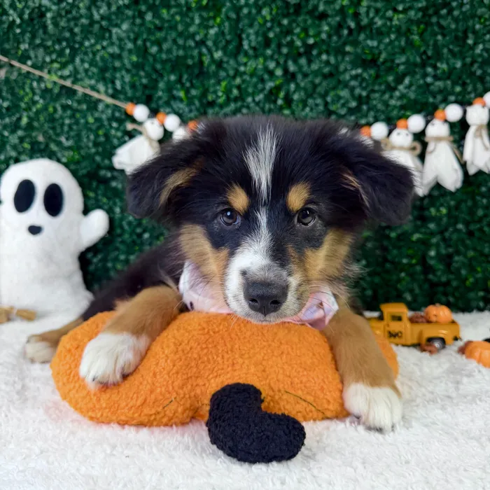 Female Mini Aussie puppy named Berry for sale at Puppy Dreams - Garland.