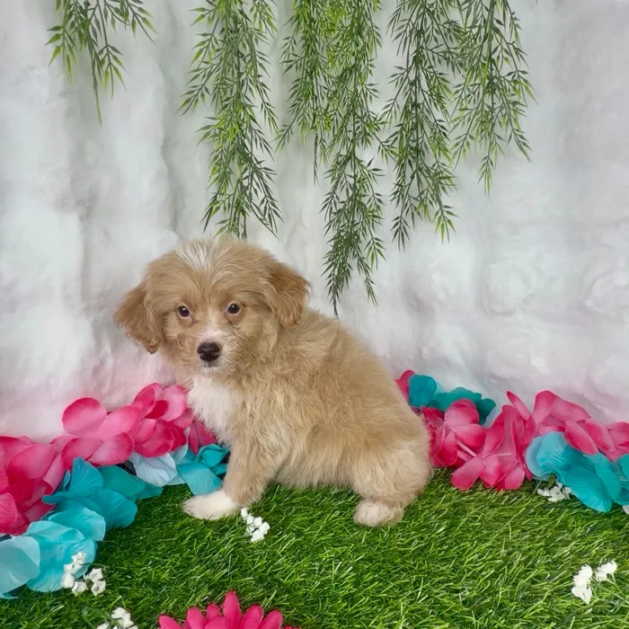 Male Pom-A-Poo puppy named Eminem for sale at Puppy Dreams - Denton.