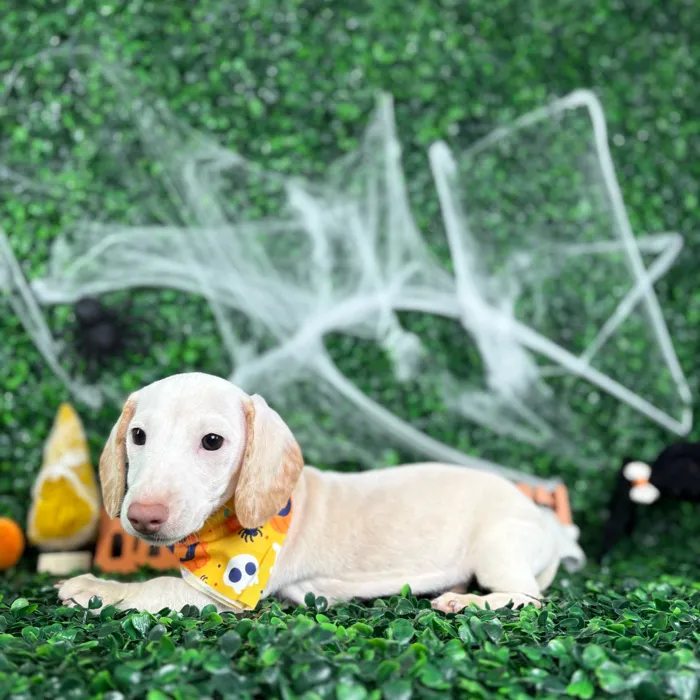 Male Dachshund puppy named Casper for sale at Puppy Dreams - North Richland Hills.