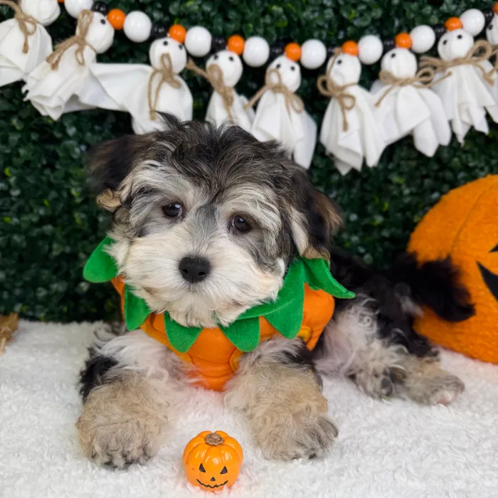 Male Morkie puppy named Cosmo for sale at Puppy Dreams - Garland.