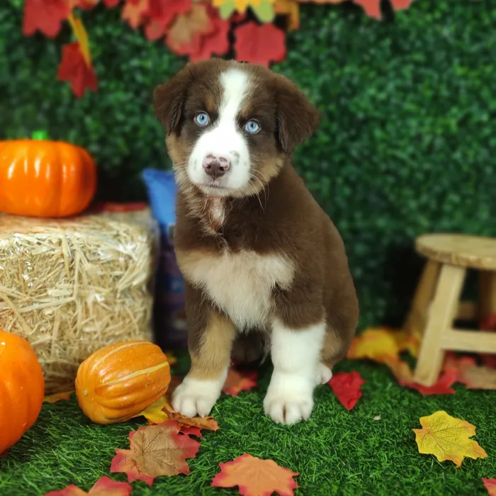 Male Australian Shepherd puppy named *Cheetos* for sale at Puppy Dreams - Mansfield.