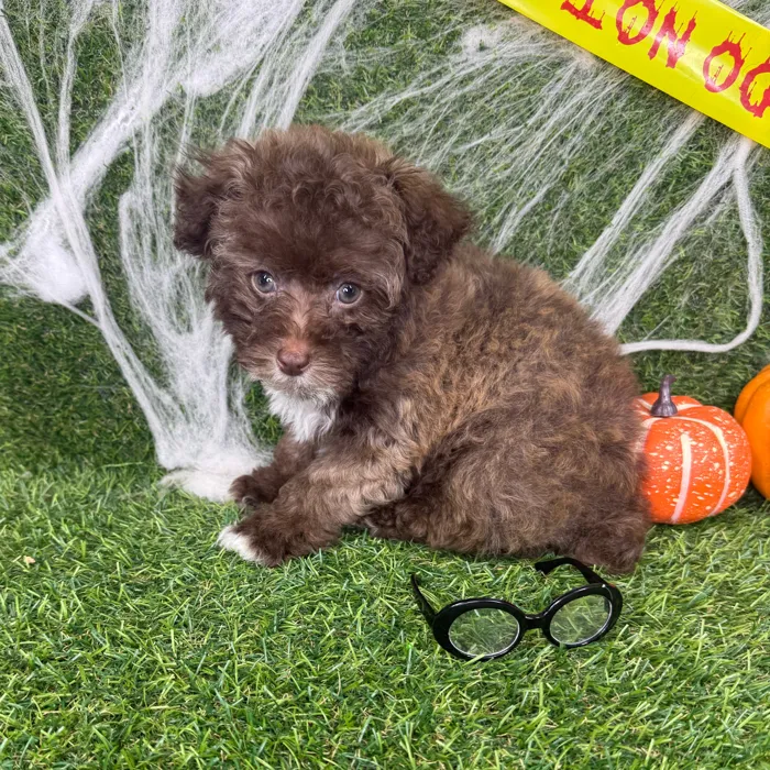 Male Mini Poodle puppy named Archie for sale at Puppy Dreams - Arlington.
