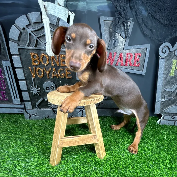 Male Dachshund puppy named *Scooby-Doo* for sale at Puppy Dreams - Mansfield.