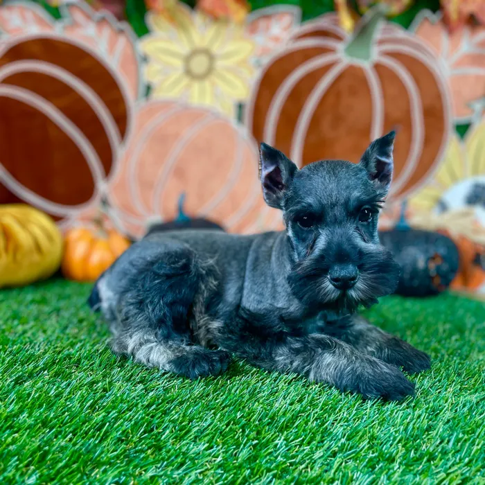 Male Mini Schnauzer puppy named Odin for sale at Puppy Dreams - Carrollton.