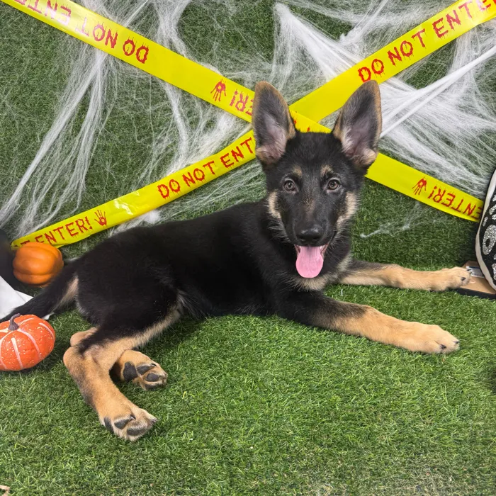 Male German Shepherd puppy named Rocky for sale at Puppy Dreams - Arlington.