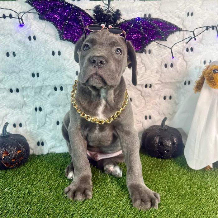 Male Cane Corso puppy named Steel for sale at Puppy Dreams - Carrollton.
