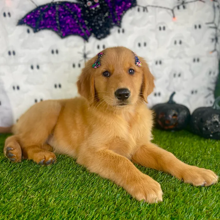 Female Golden Retriever puppy named Juliet for sale at Puppy Dreams - Carrollton.