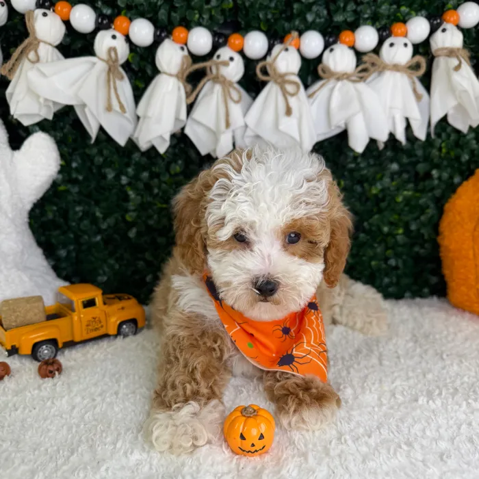Male Mini Poodle puppy named Toby for sale at Puppy Dreams - Garland.
