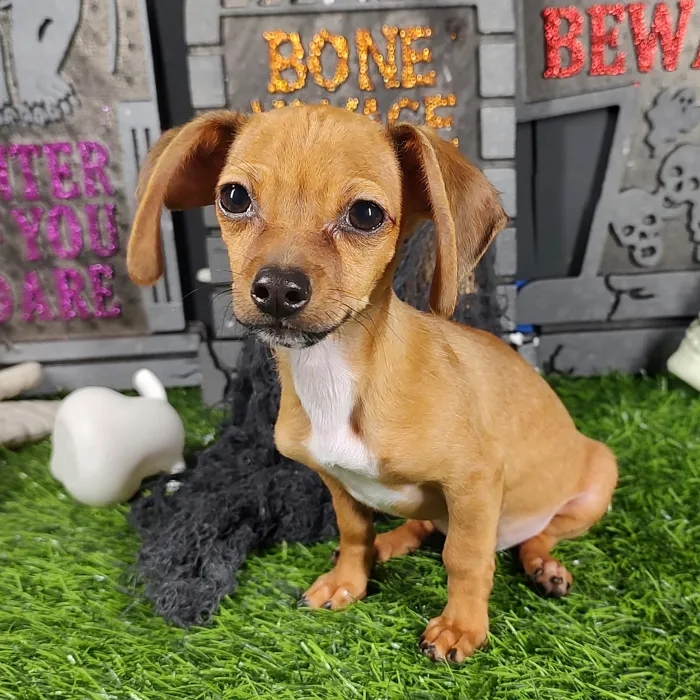 Male Chiweenie puppy named *Jeepers* for sale at Puppy Dreams - Mansfield.