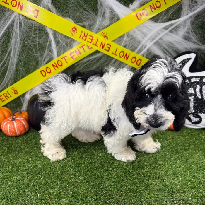 Male Cockapoo puppy named Pumpkin for sale at Puppy Dreams - Arlington.