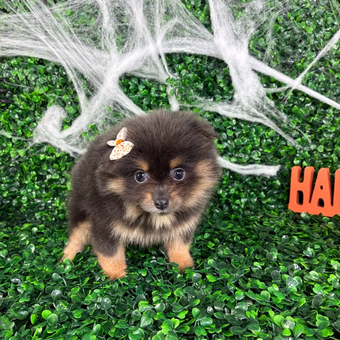Female Pomeranian puppy named Sherlyn for sale at Puppy Dreams - North Richland Hills.