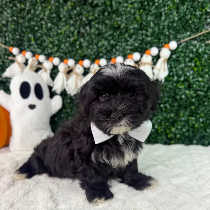 Male Malshi puppy named Bean for sale at Puppy Dreams - Garland.