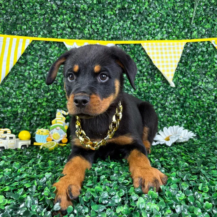 Female Rottweiler puppy named Cleo for sale at Puppy Dreams - North Richland Hills.