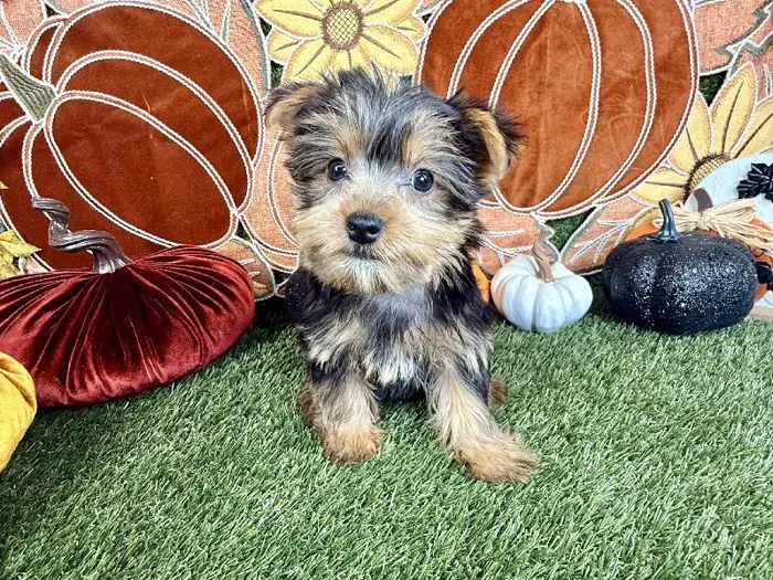 Female Yorkie puppy named Mocha for sale at Puppy Dreams - Carrollton.