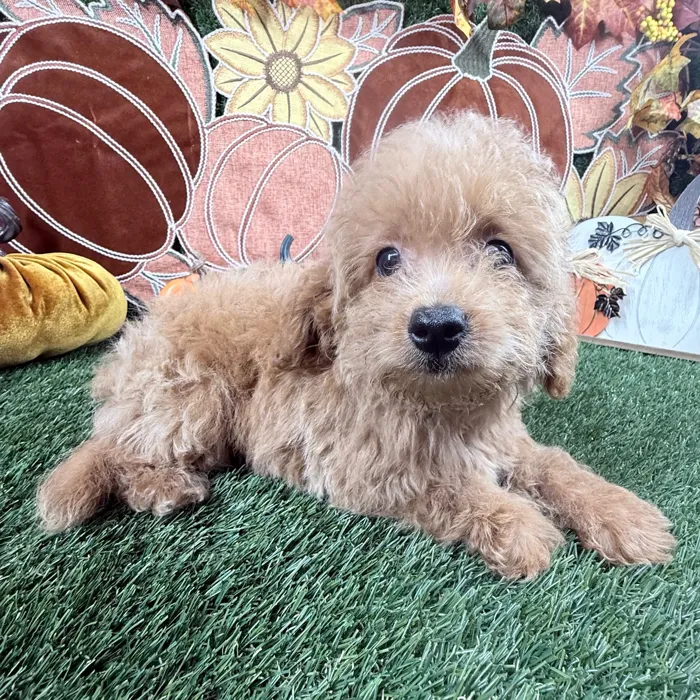 Male Mini Goldendoodle puppy named Cashew for sale at Puppy Dreams - Carrollton.