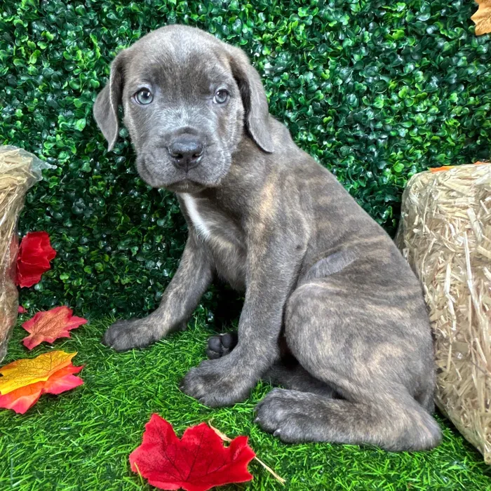 Male Cane Corso puppy named Zapps for sale at Puppy Dreams - Mansfield.