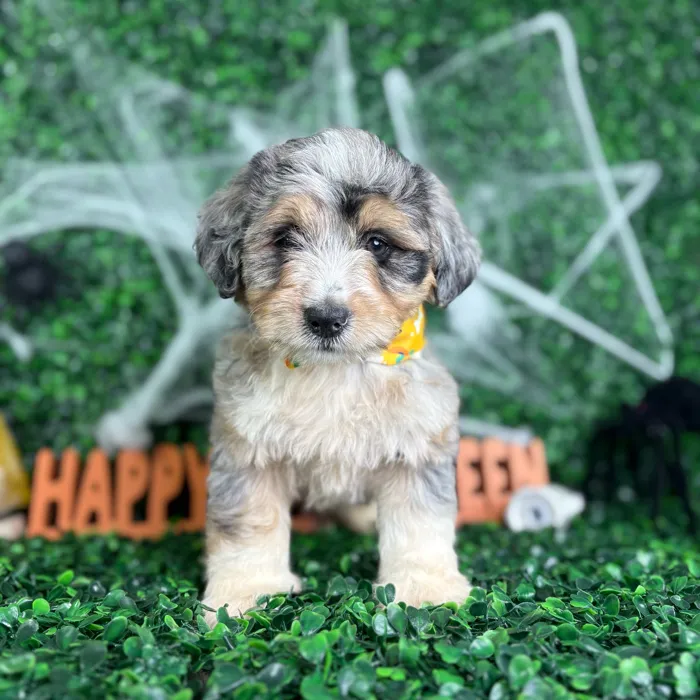 Male Mini Aussie Poo puppy named Bluey for sale at Puppy Dreams - North Richland Hills.