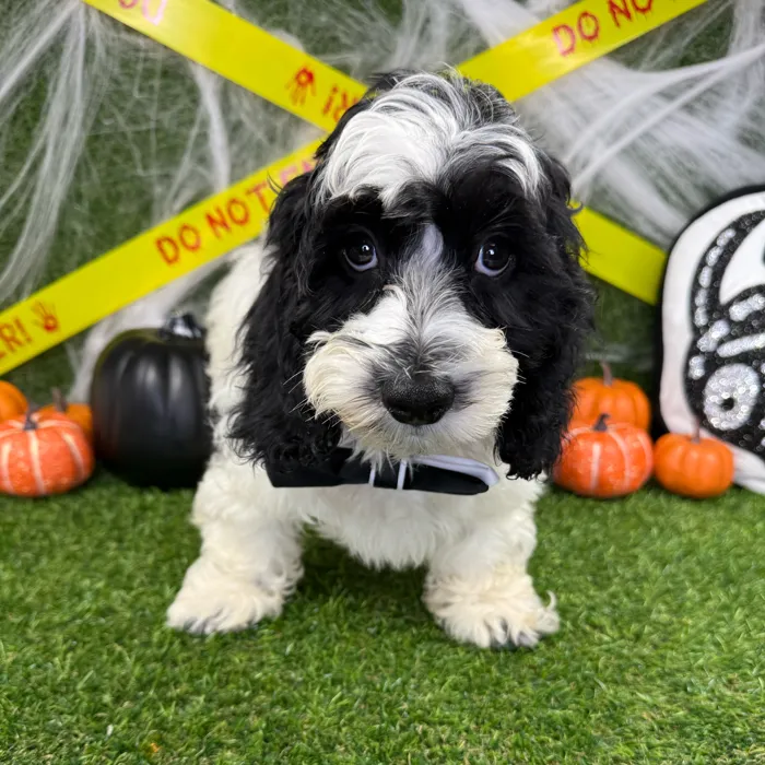 Male Cockapoo puppy named Pumpkin for sale at Puppy Dreams - Arlington.