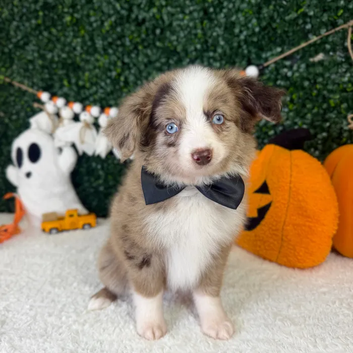 Male Mini Aussiedoodle puppy named Ollie for sale at Puppy Dreams - Garland.