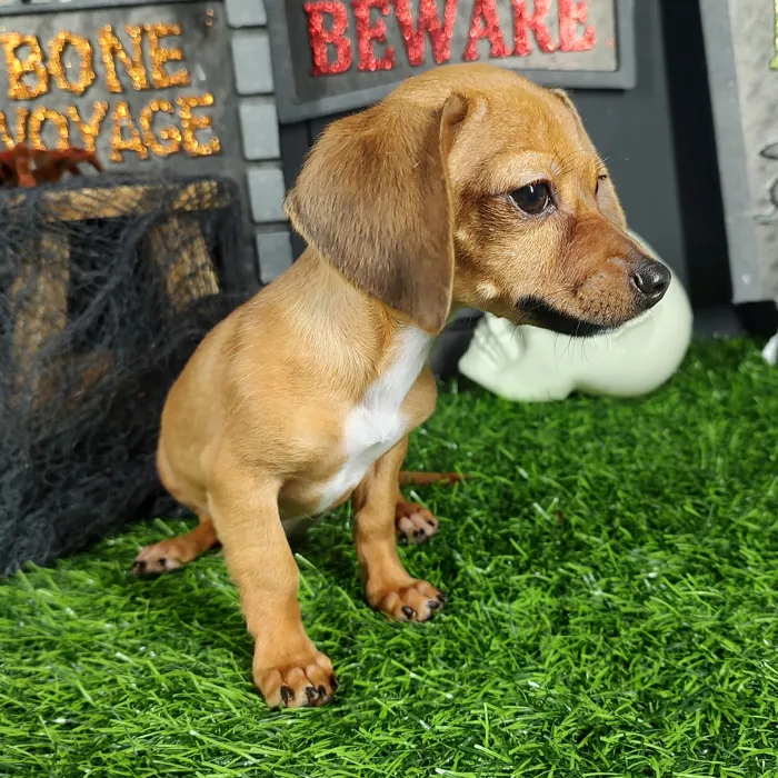 Male Chiweenie puppy named *Jeepers* for sale at Puppy Dreams - Mansfield.