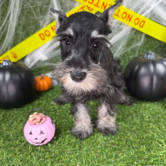 Male Mini Schnauzer puppy named Patch for sale at Puppy Dreams - Arlington.