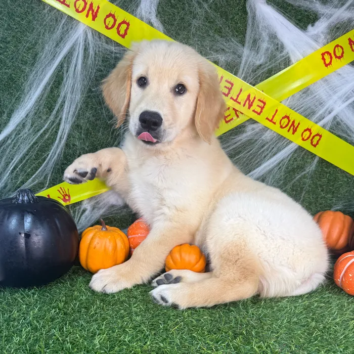 Male Golden Retriever puppy named Sunny for sale at Puppy Dreams - Arlington.