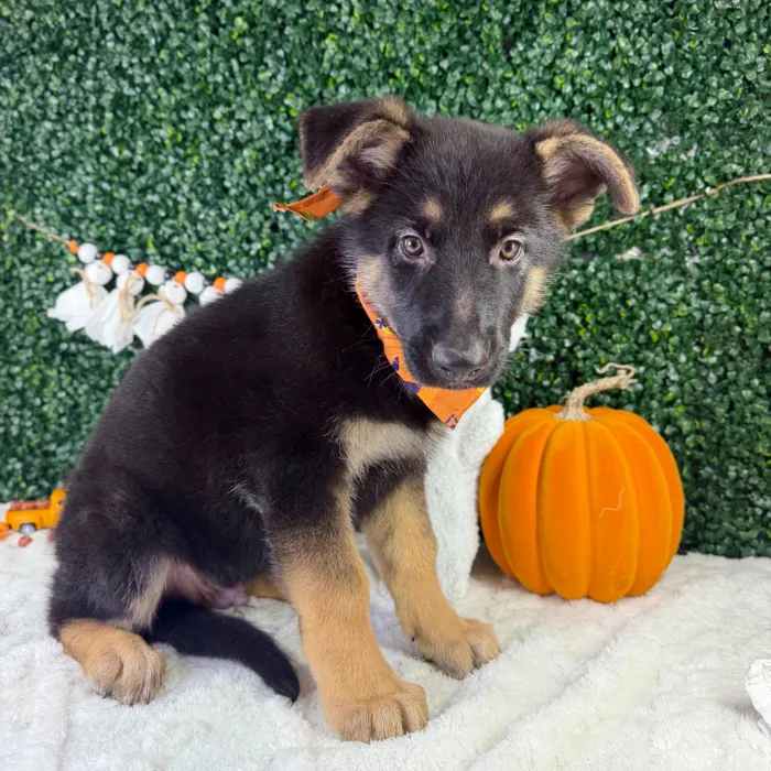 Male Pembroke Welsh Corgi puppy named Mr.Wiggles for sale at Puppy Dreams - Garland.