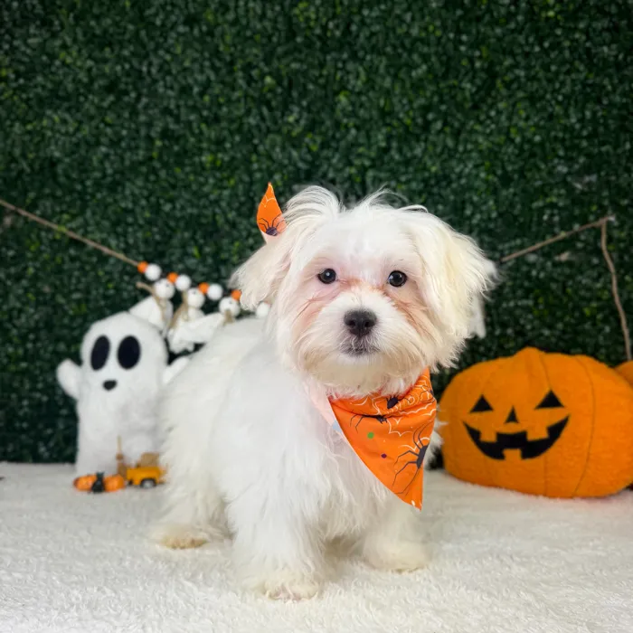 Male Maltese puppy named Theodore for sale at Puppy Dreams - Garland.