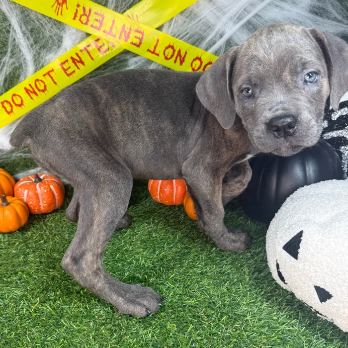 Female Cane Corso puppy named Roxy for sale at Puppy Dreams - Arlington.