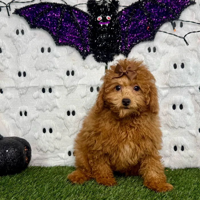Female Mini Poodle puppy named Cinnamon for sale at Puppy Dreams - Carrollton.