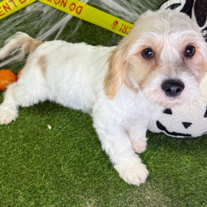 Female Cavachon puppy named Boba for sale at Puppy Dreams - Arlington.