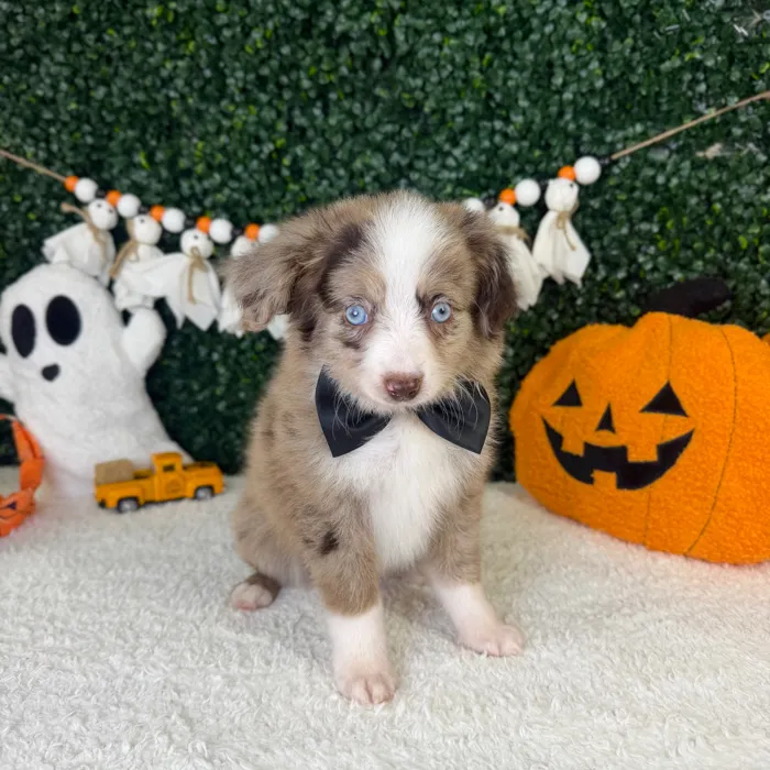 Male Mini Aussiedoodle puppy named Ollie for sale at Puppy Dreams - Garland.