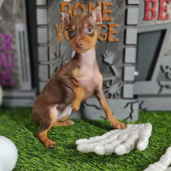 Female Min Pin puppy named *Valak* for sale at Puppy Dreams - Mansfield.