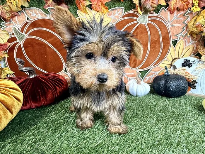 Female Yorkie puppy named Twix for sale at Puppy Dreams - Carrollton.