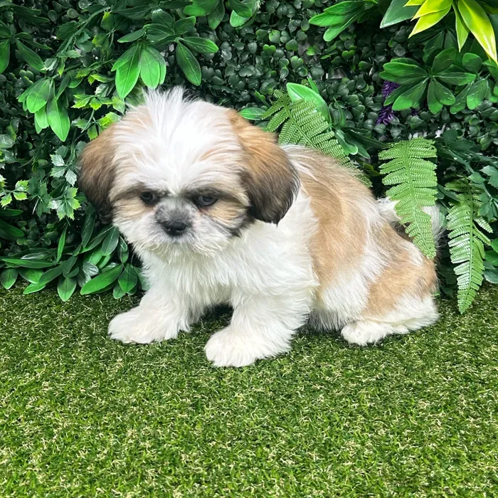 Female Shih Tzu puppy named Lee for sale at Puppy Dreams - Parks Mall.