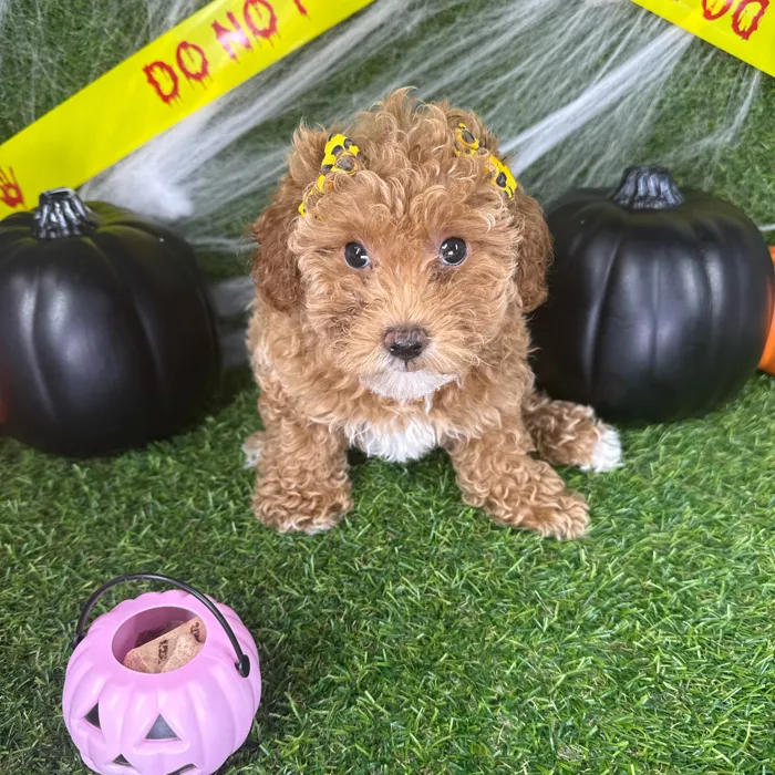 Female Mini Poodle puppy named Piper for sale at Puppy Dreams - Arlington.
