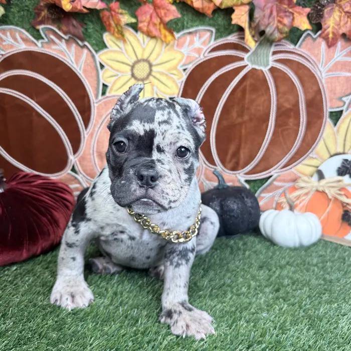 Male American Bully puppy named Oreo for sale at Puppy Dreams - Denton.