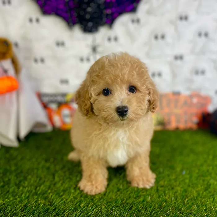 Male Bichon-Poodle puppy named Rocko for sale at Puppy Dreams - Carrollton.