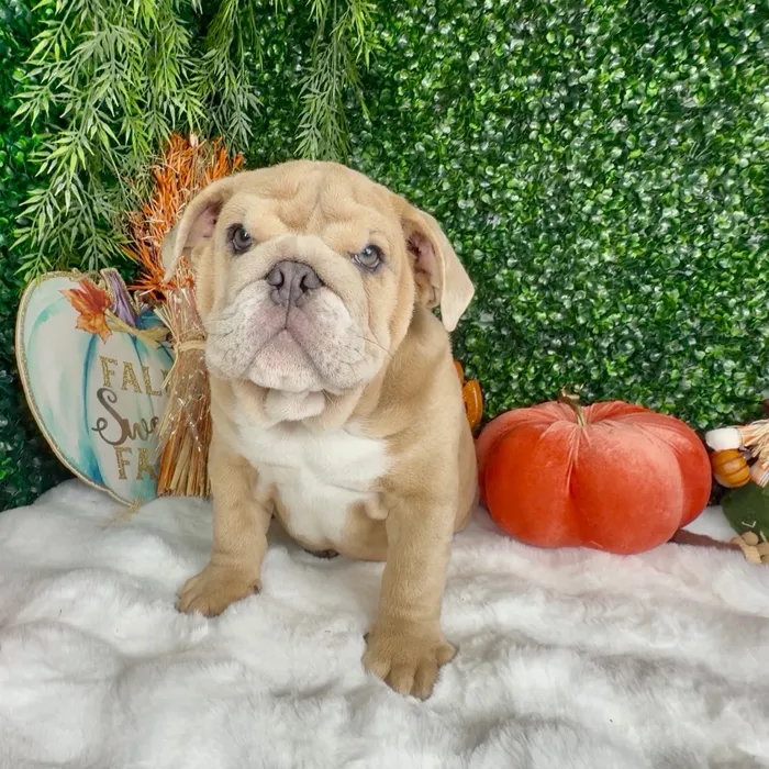 Female English Bulldog puppy named Cheeto for sale at Puppy Dreams - Denton.