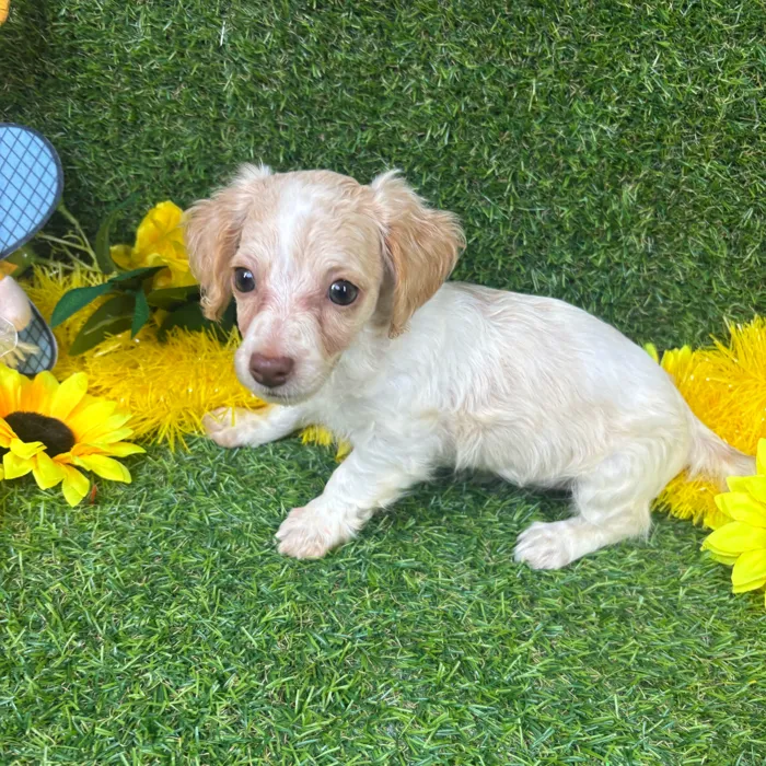 Female Dachshund puppy named Snow for sale at Puppy Dreams - Arlington.