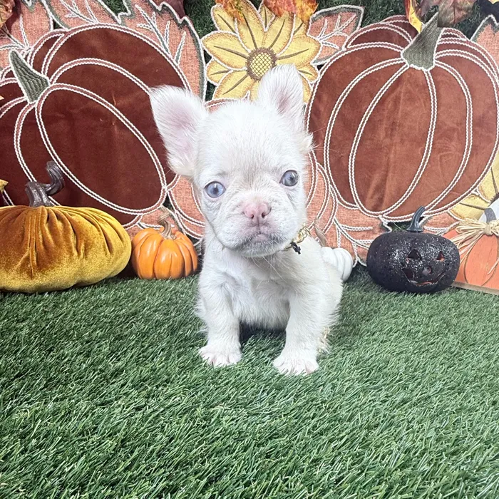 Male Fluffy French Bulldog puppy named Caine for sale at Puppy Dreams - Carrollton.