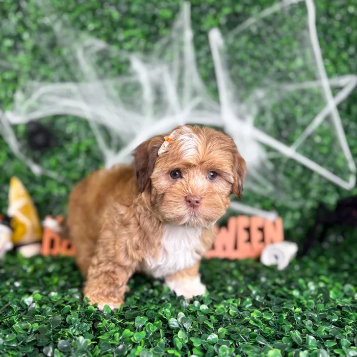 Female Shipoo puppy named Bella for sale at Puppy Dreams - North Richland Hills.