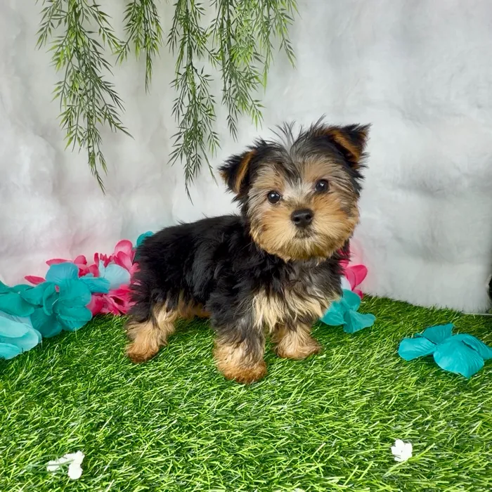 Male Yorkie puppy named Gumdrop for sale at Puppy Dreams - Denton.
