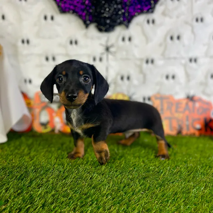 Male Dachshund puppy named Rowan for sale at Puppy Dreams - Carrollton.